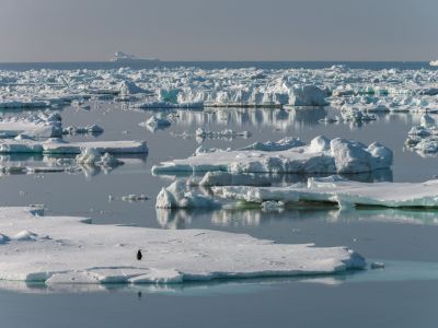 Zügelpinguin auf dem Meereis in der Bransfieldstrasse, im Norden der antarktischen Halbinsel (© Vren