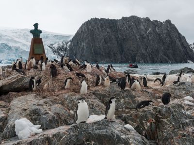 Zügelpinguine auf Elephant Island. Hier harrte Shackletons Mannschaft fünf Monate aus, bis zur Rettu