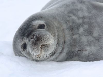 Weddellrobbe (© Vreni & Stefan Gerber)