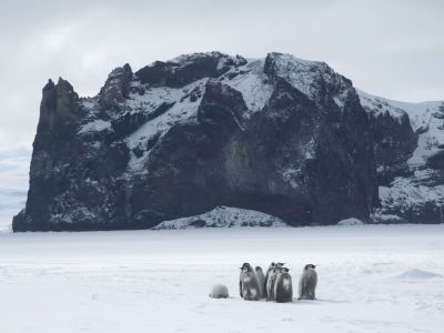 Kaiserpinguinküken bei Cape Washington, auf einer Reise durchs Rossmeer (© Delphine Aures/Oceanwide 