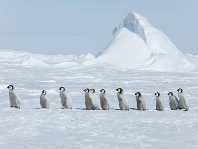 Kaiserpinguinküken, Snow Hill Island, Weddellmeer (© Vreni & Stefan Gerber)