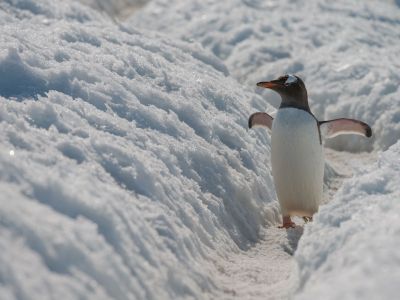 Eselpinguin auf einer 
