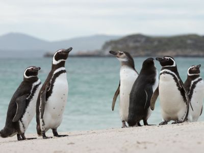 Magellanpinguine auf Carcass Island, Falklandinseln (© Vreni & Stefan Gerber)
