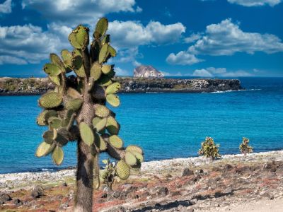 Insel Plaza Sur, Galapagos.