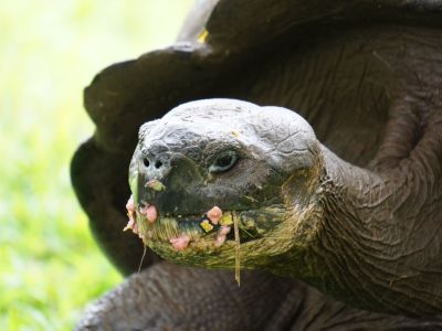 Galapagos-Schildkröte im Hochland der Insel Santa Cruz, beim Verspeisen von Guaven. (© Eva Fuchs)