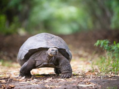 Galapagos-Schildkröte. 