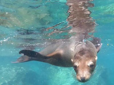 Neugieriger Seelöwe auf Galapagos. (© Eva Fuchs)