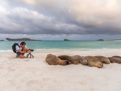 Seelöwen am Strand. 