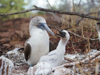 Blaufusstölpel mit seinem Küken auf der Insel Seymour Norte, Galapagos. (© Eva Fuchs)