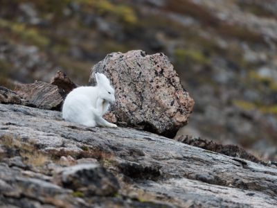 Polarhase in Ostgrönland. (© Vreni & Stefan Gerber)