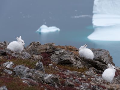 Polarhasen in der Region Scoresbysund, Ostgrönland (© Vreni & Stefan Gerber)