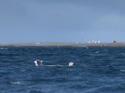 Die Wrangel-Insel gehört zu den besten Orten um Eisbären zu beobachten. (© Vreni und Stefan Gerber)