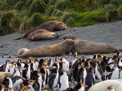 Haubenpinguine und Seeelefanten auf der Macquarie-Insel. Die Insel liegt in der Subantarktis und geh