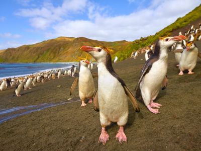 Haubenpinguine auf der Macquarie-Insel. (© Steve Fraser)