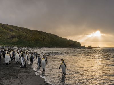 Königspinguine, Gold Harbour, Südgeorgien. (© Vreni & Stefan Gerber)
