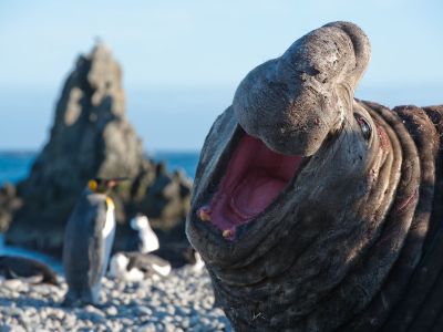 Seeelefant, Cooper Bay, Südgeorgien (© Vreni & Stefan Gerber)