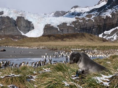 Pelzrobbe in Gold Harbour, Südgeorgien (© Vreni & Stefan Gerber)