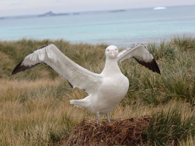Wanderalbatros auf Südgeorgien(© Vreni & Stefan Gerber)