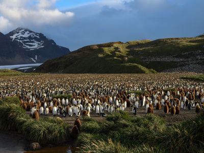 Königspinguinkolonie von Salisbury Plains auf Südgeorgien (© Vreni & Stefan Gerber)