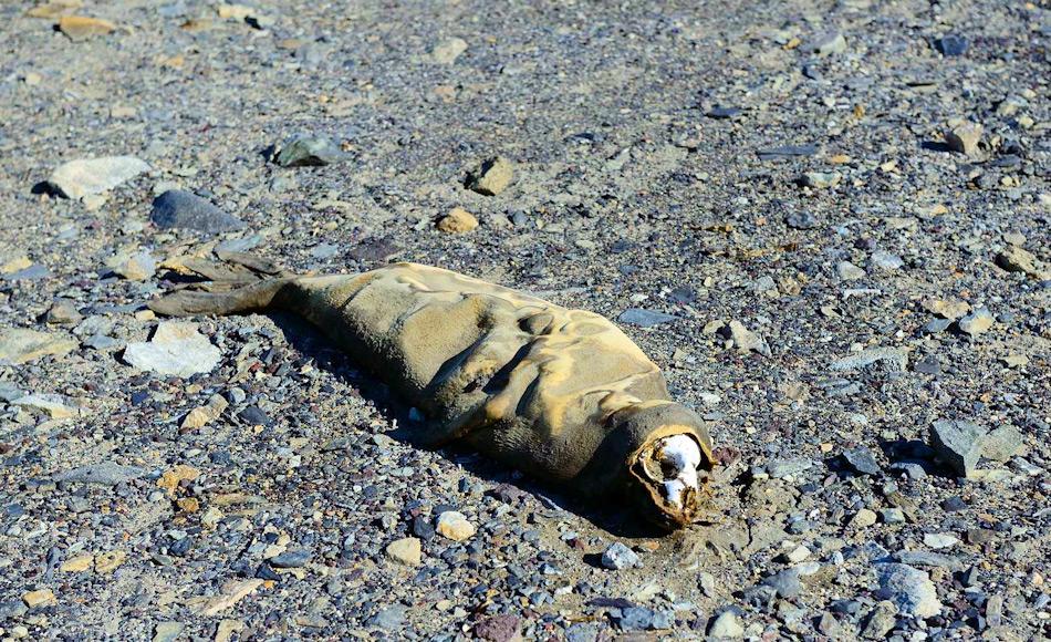 Aufgrund der Trockenheit in den Tälern wegen Wind, Wassermangel und den tiefen Temperaturen, mumifizieren Tiere anstatt zu verrotten. Einige unglückliche Robben, die zu weit ins Innere gelangt waren, fanden dieses grausige Schicksal. Bild: Michael Wenger