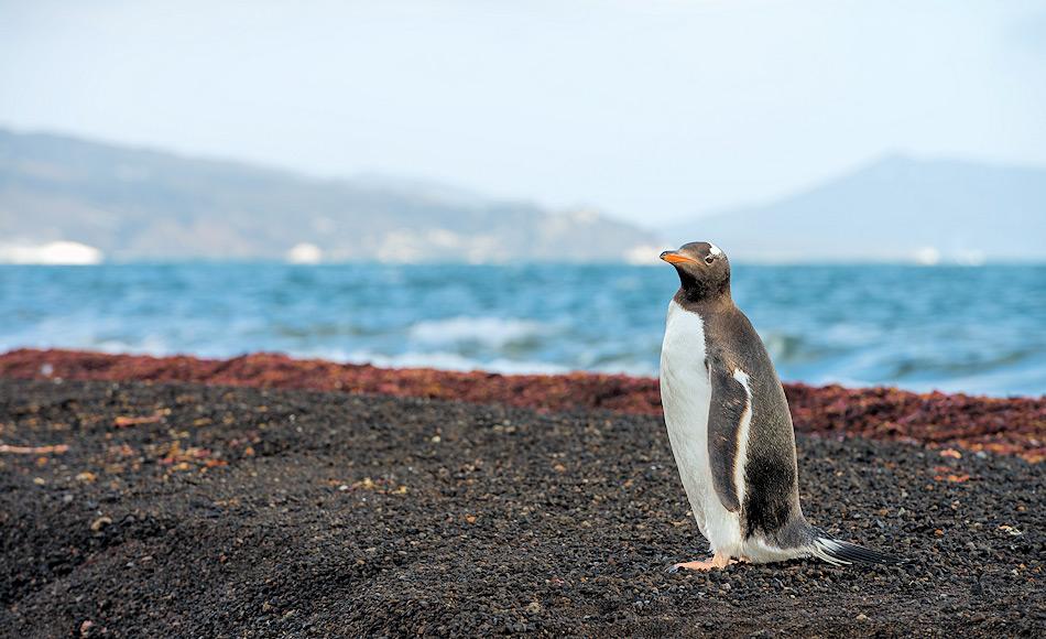 Vulkanausbrüche dezimierten Eselpinguinkolonien nahe Deception Island