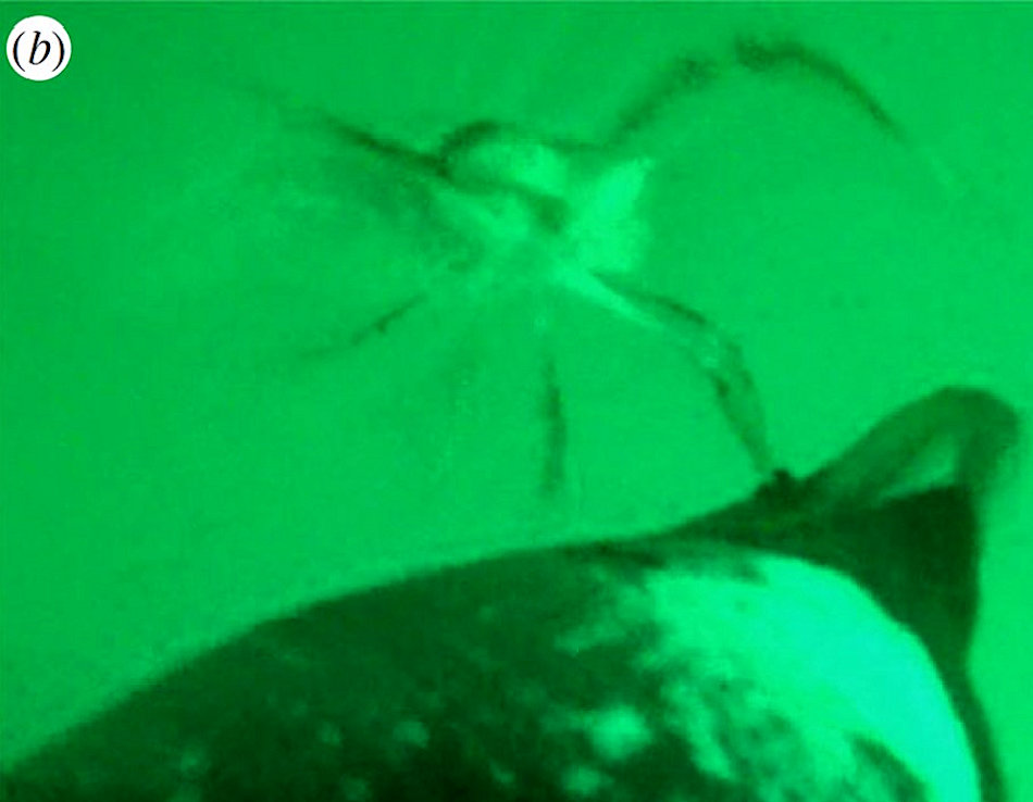 Die Aufnahmen, die auch auf Youtube rund um die Welt gingen, zeigen, wie ein wehrhafter Krebs mit seinen scharfen Zangen einen Pinguin böse kneift. Dadurch lässt der Pinguin ihn später fallen. Bild: Johnathan Handley