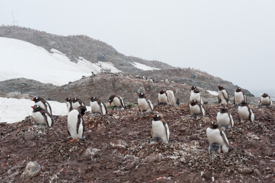 Eselspinguine, Trinity Island, Antarktische Halbinsel, ©Vreni Gerber