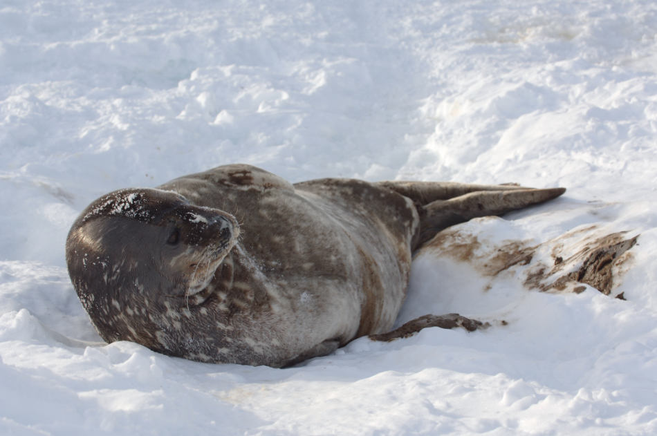 Weddell-Robbe, Peterman Island, Antarktische Halbinsel, ©Vreni Gerber