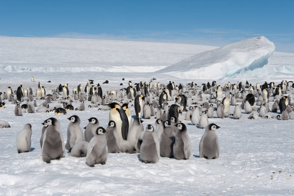 Wenn die Erderwärmung mit derzeitigem Tempo voranschreitet, könnten Kaiserpinguine bis zum Ende des Jahrhunderts fast ausgestorben sein. (Bild: Vreni Gerber)