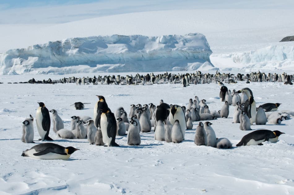 Kaiserpinguine benötigen stabiles Meereis zum Brüten. (Bild: Vreni Gerber)