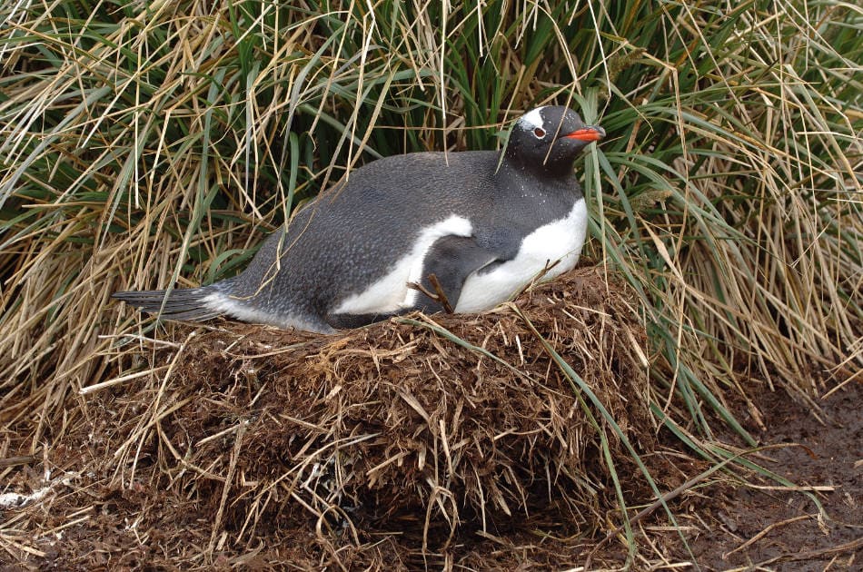 Südgeorgien-Eselspinguine (P. poncetii) leben nördlicher in einem etwas milderen Habitat. (Bild: Vreni Gerber)