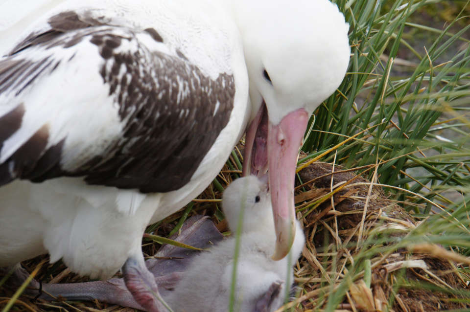  Wanderalbatros-Nachwuchs auf Prion Island