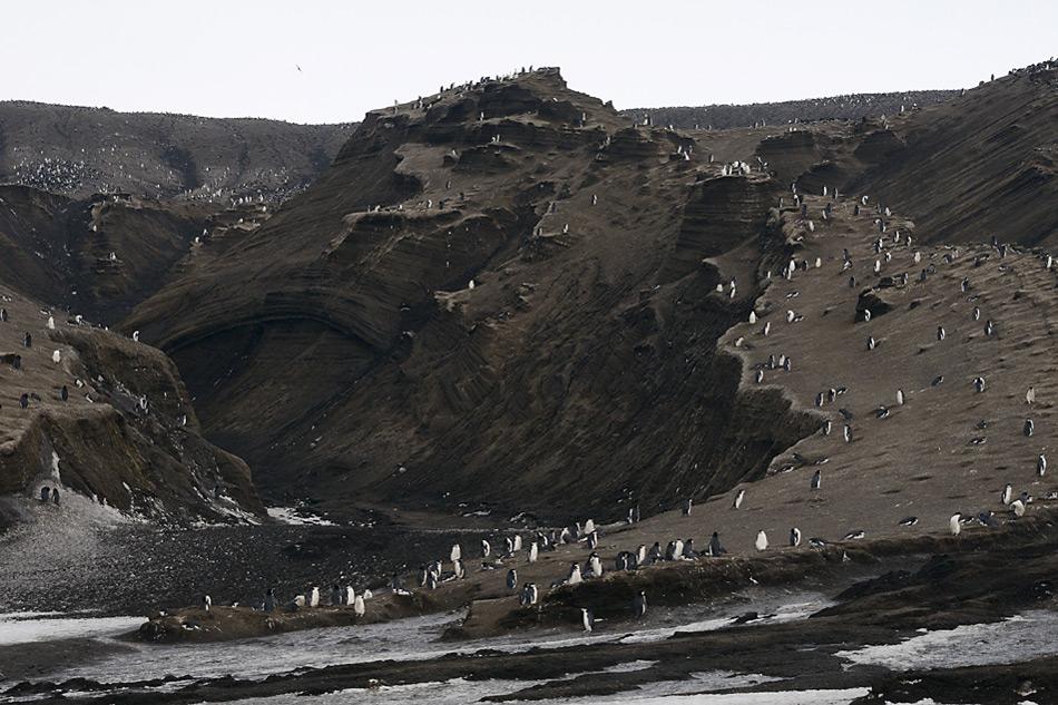 003 Suedsandwich Insel Brutplaetze der Zuegelpinguine auf Saunders Island