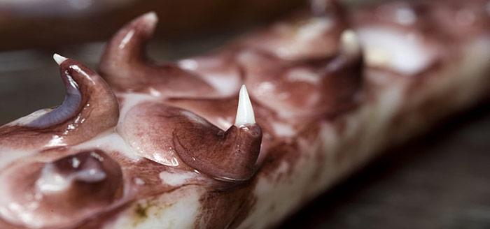 Riesentintenfisch-Krallen