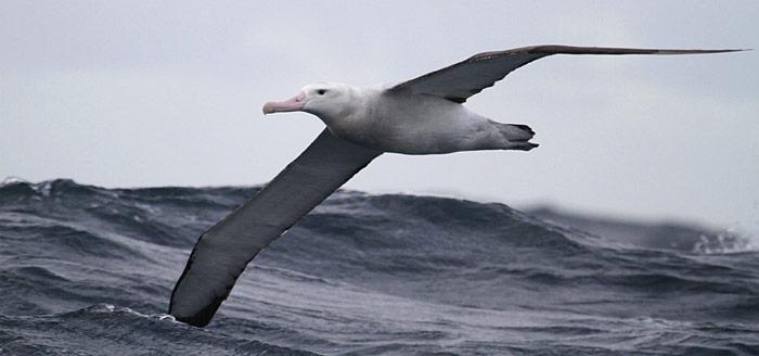 Dank Klimawandel an Gewicht zugelegt.