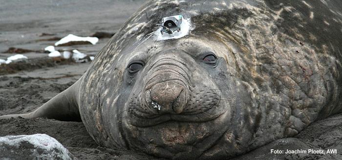 Seeelefanten müssen tiefer tauchen.