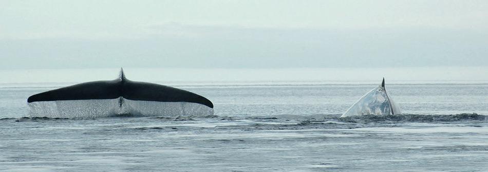 Australische Blauwale ziehen in die Antarktis