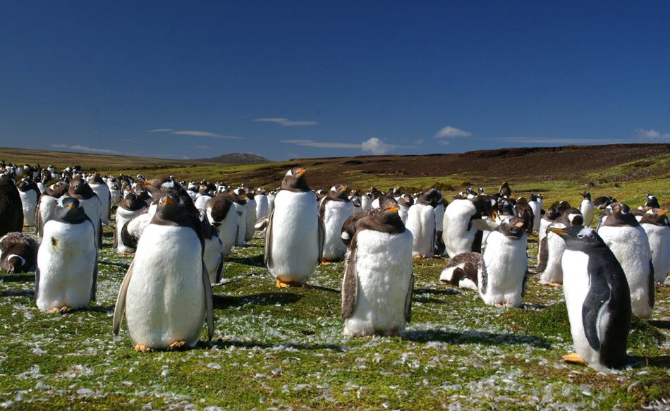 Frühere Globale Erwärmung liess die Antarktis ergrünen