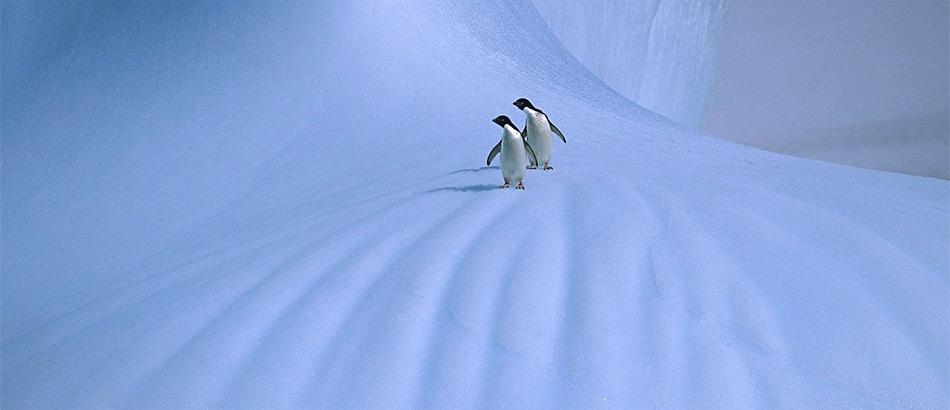 Zukünftig mehr Schnee für Polargebiete?