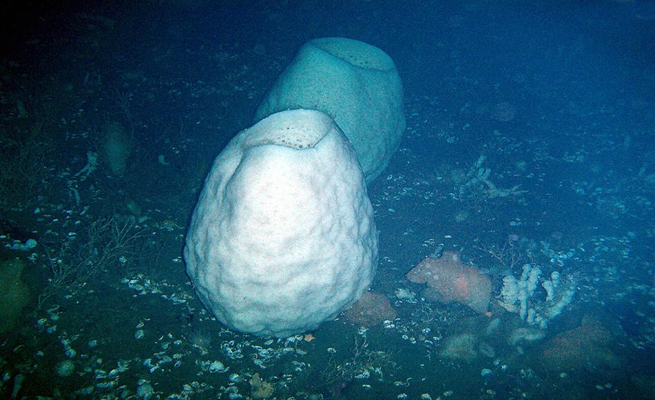 Schwamm - ältestes Tier der Welt