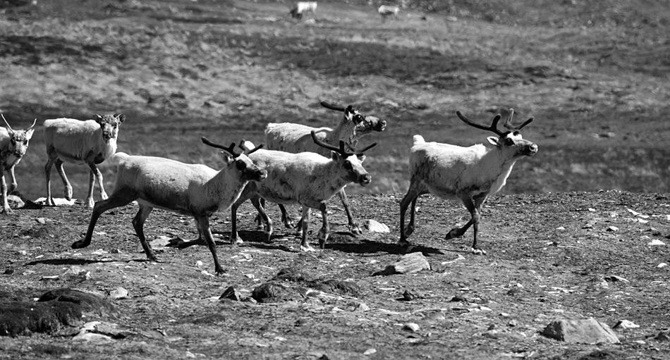 Rentiere auf Südgeorgien sind endgültig Geschichte