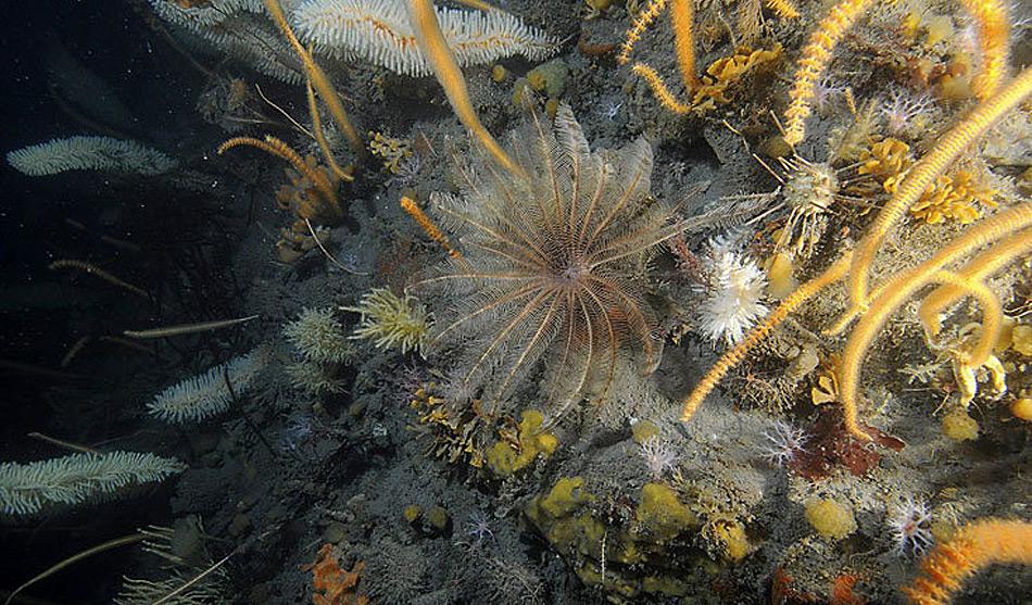 Vor Jahren war die Artenvielfalt am Grund der Polarmeere noch reichhaltiger.