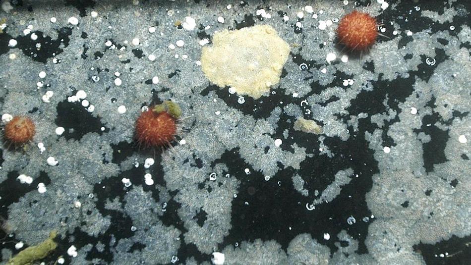 Wo sich einst bunte Mosstierchen ansammelten ist heute nur noch eine grau-weisse «Wüstenlandschaft» vorhanden.