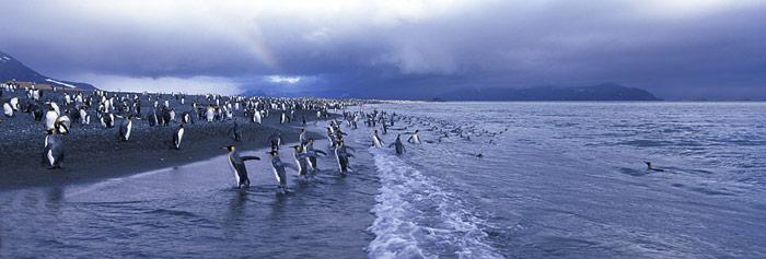 Neues Meeresschutzgebiet um South Georgia