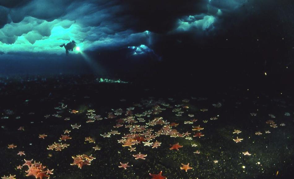 In der Antarktis sind Seesterne wichtige Raubtiere. Taucher begegnen einer bunten Vielfalt unter dem Eis. (Abbildung: Jim McClintock)