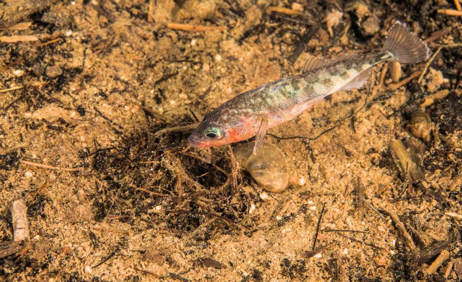 Stichlinge bauen ein Nest in den weichen Untergrund. Diese Nester werden von den Männchen bewacht und sie sorgen für die Sicherheit der Eier und genügend Sauerstoff. Bild: Jason Ching