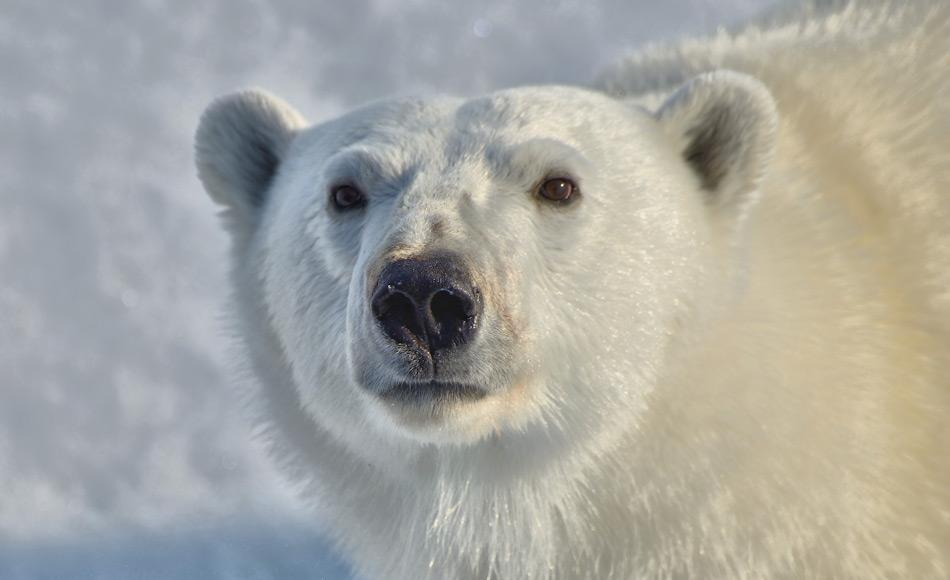 Daten über die Arktis und den Klimawandel verschwinden von US-Webseiten