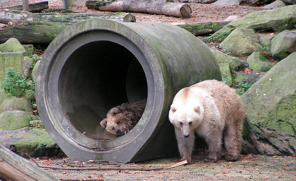 Hybridbären sind immer noch sehr selten zu finden. Im Osnabrücker Zoo musste vor einiger Zeit ein Tier erschossen werden, nachdem es aus seinem Gehege geflohen war und nicht wieder eingefangen werden konnte. Bild: Corradox, Wikipedia