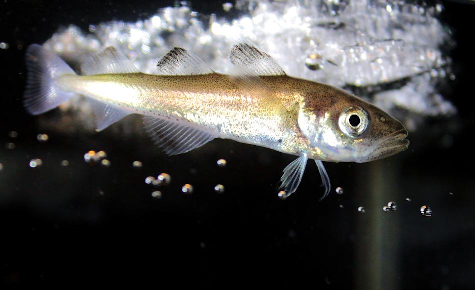Der Polardorsch ist das arktische Pendant zum antarktischen Krill, was seine Stellung innerhalb des Nahrungsnetztes anbelangt. Denn er ist die Schlüsselart und Haupnahrungsquelle für die meisten arktischen Tierarten. Foto: Alfred-Wegener-Institut / Hauke Flores