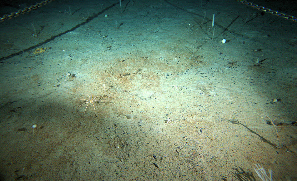 Wieviel Kohlenstoff kann der polare Meeresboden aufnehmen?